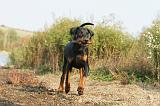 DOBERMANN 464